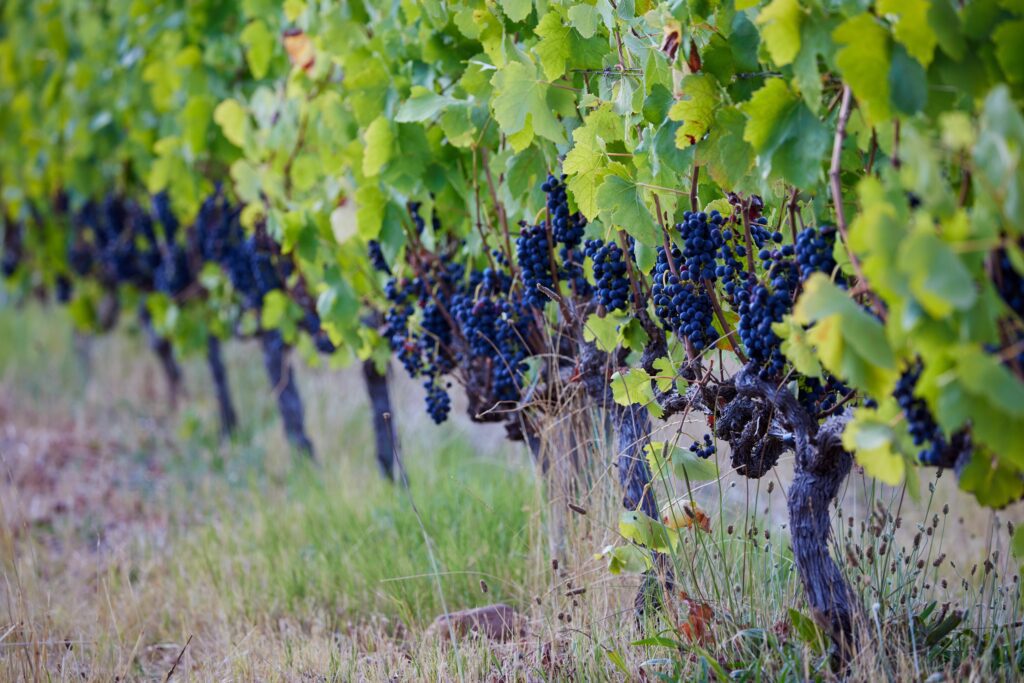 Grapes in the Wine Estate in Tulbagh Valley, Western Cape, South Africa
