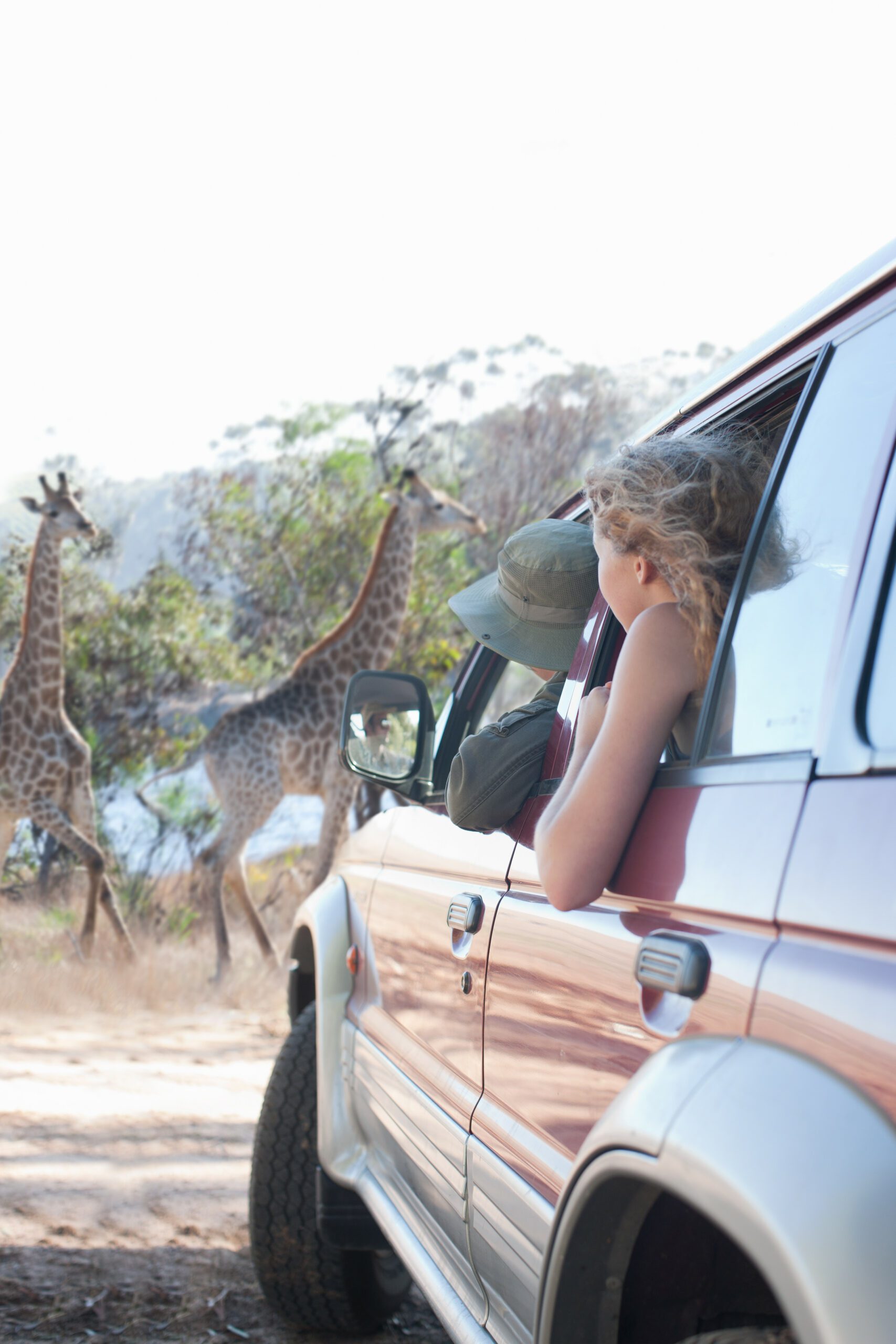 Women looking at giraffes from vehicle, Stellenbosch, South Africa