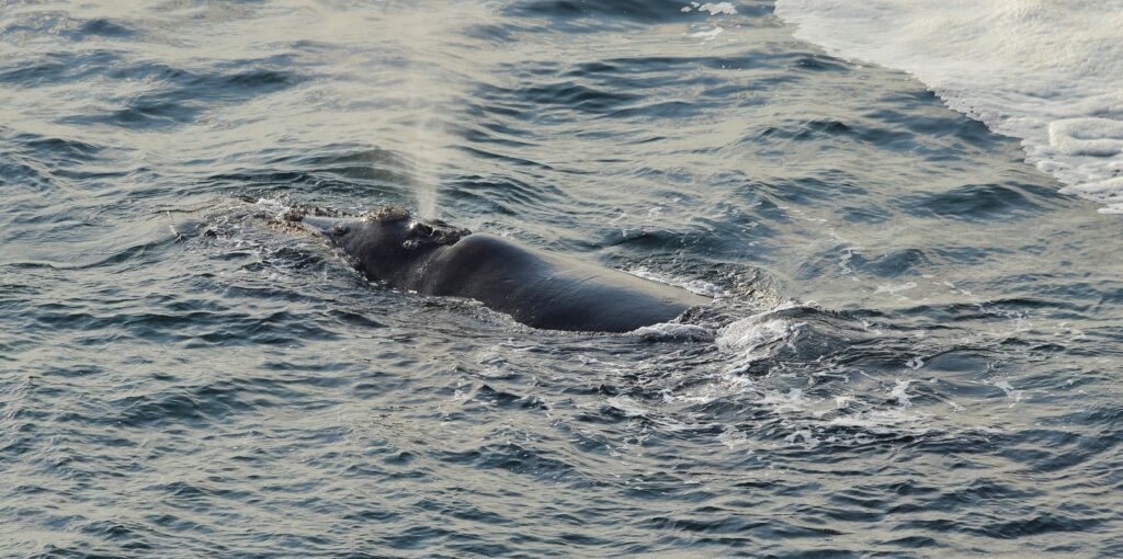 Southern Right Whale resting at sea surface, in Hermanus, South Africa
