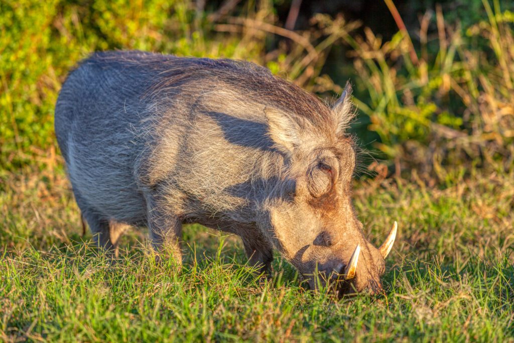 warthog (Phacochoerus aethiopicus) in the early morning sun, in Addo Elephant National Park, South Africa.