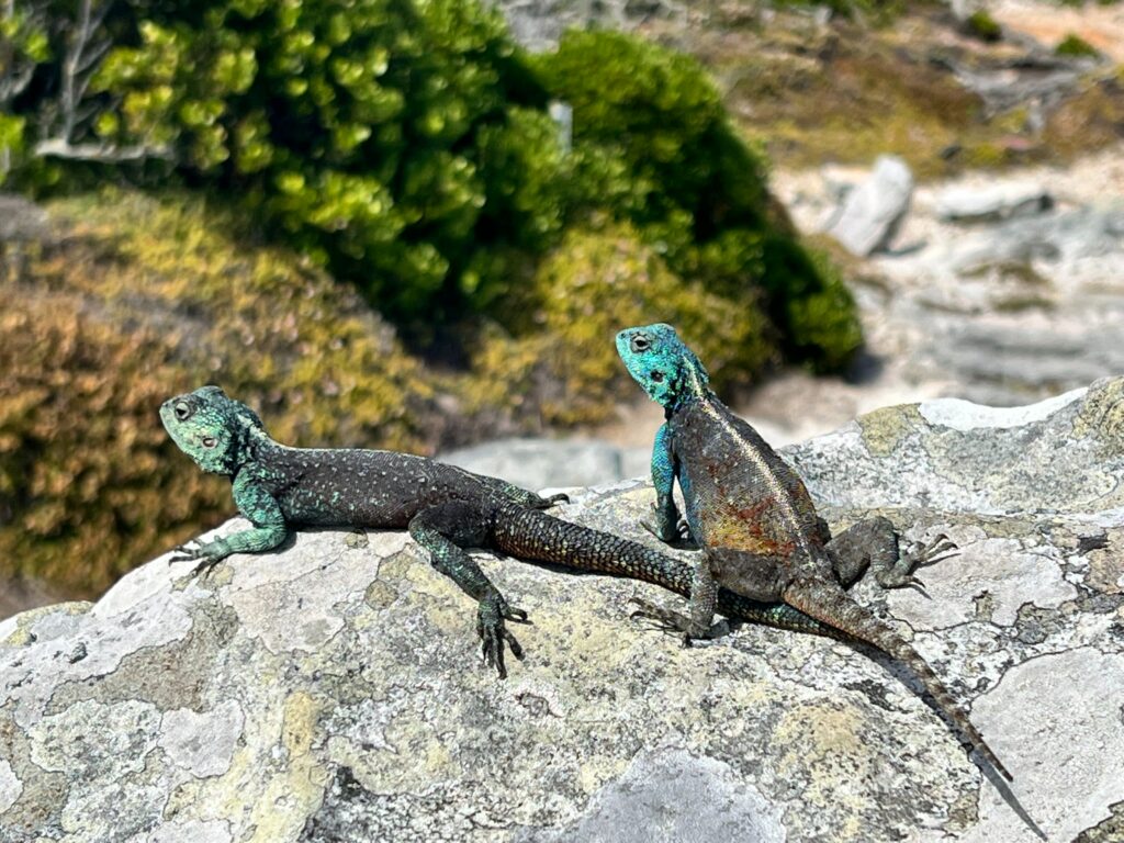 Two lizards basking in the sun at the Cape Point Nature Reserve