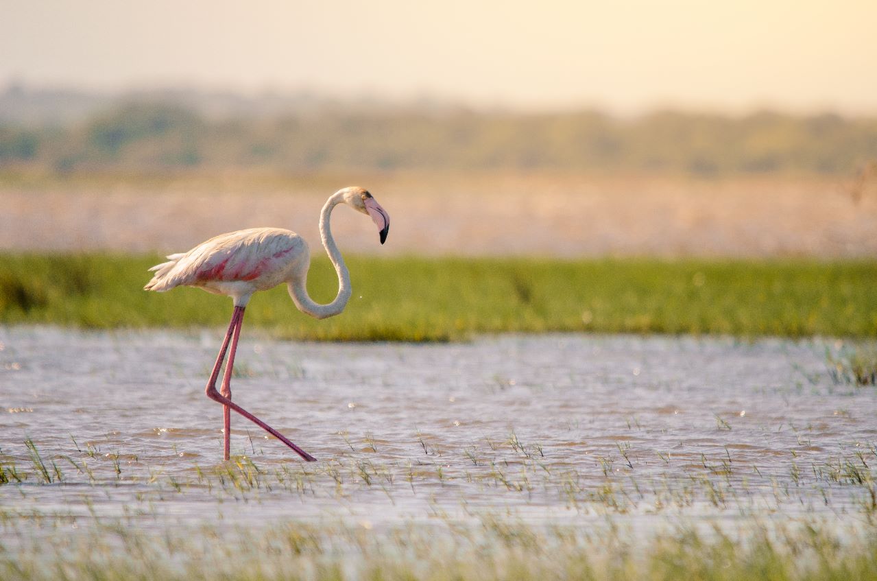 A Flamingo in Isimangaliso Wetland Park