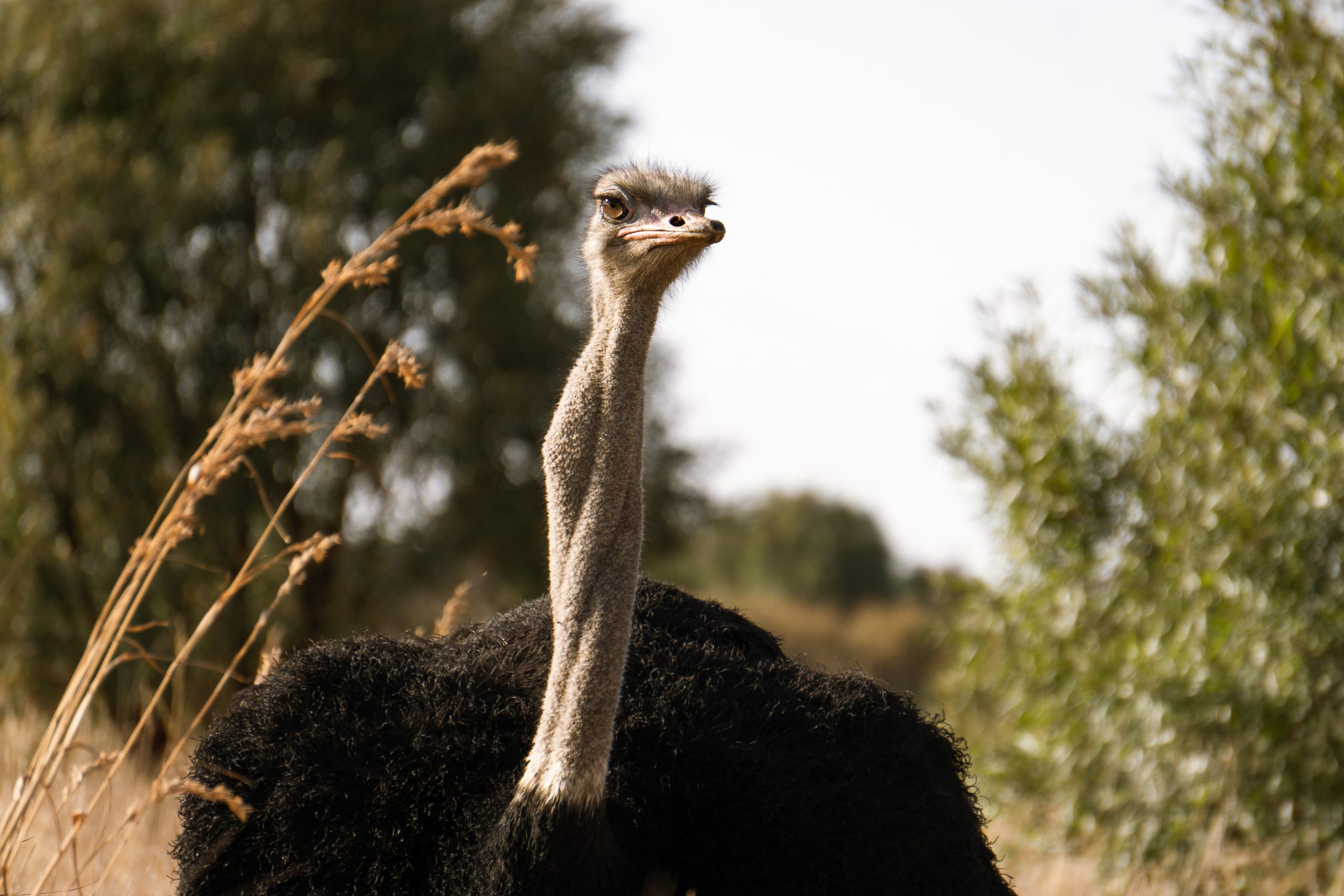 A close-up of a male ostrich at the Dinokeng Game Reserve