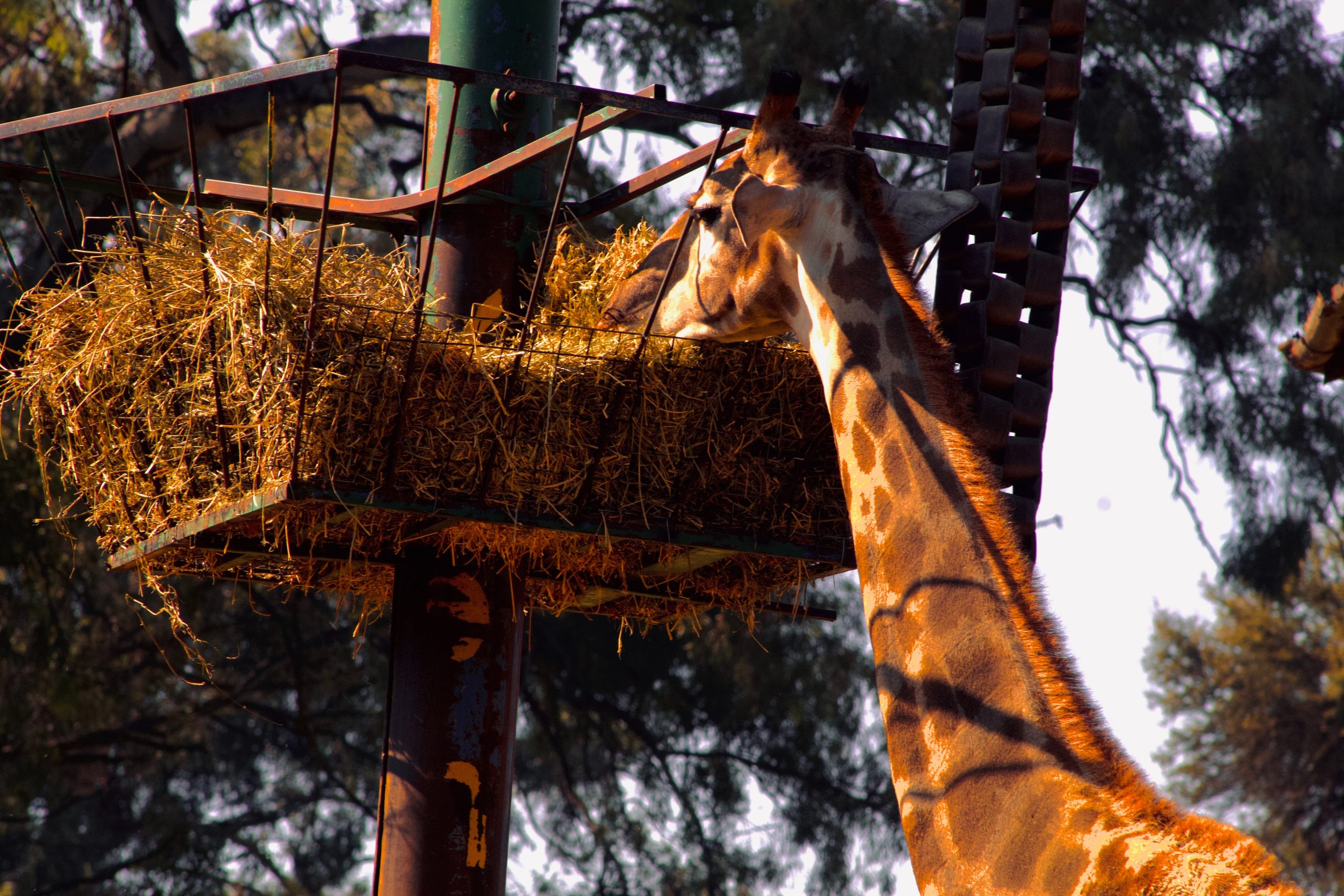 Photo of a giraffe at the park eating