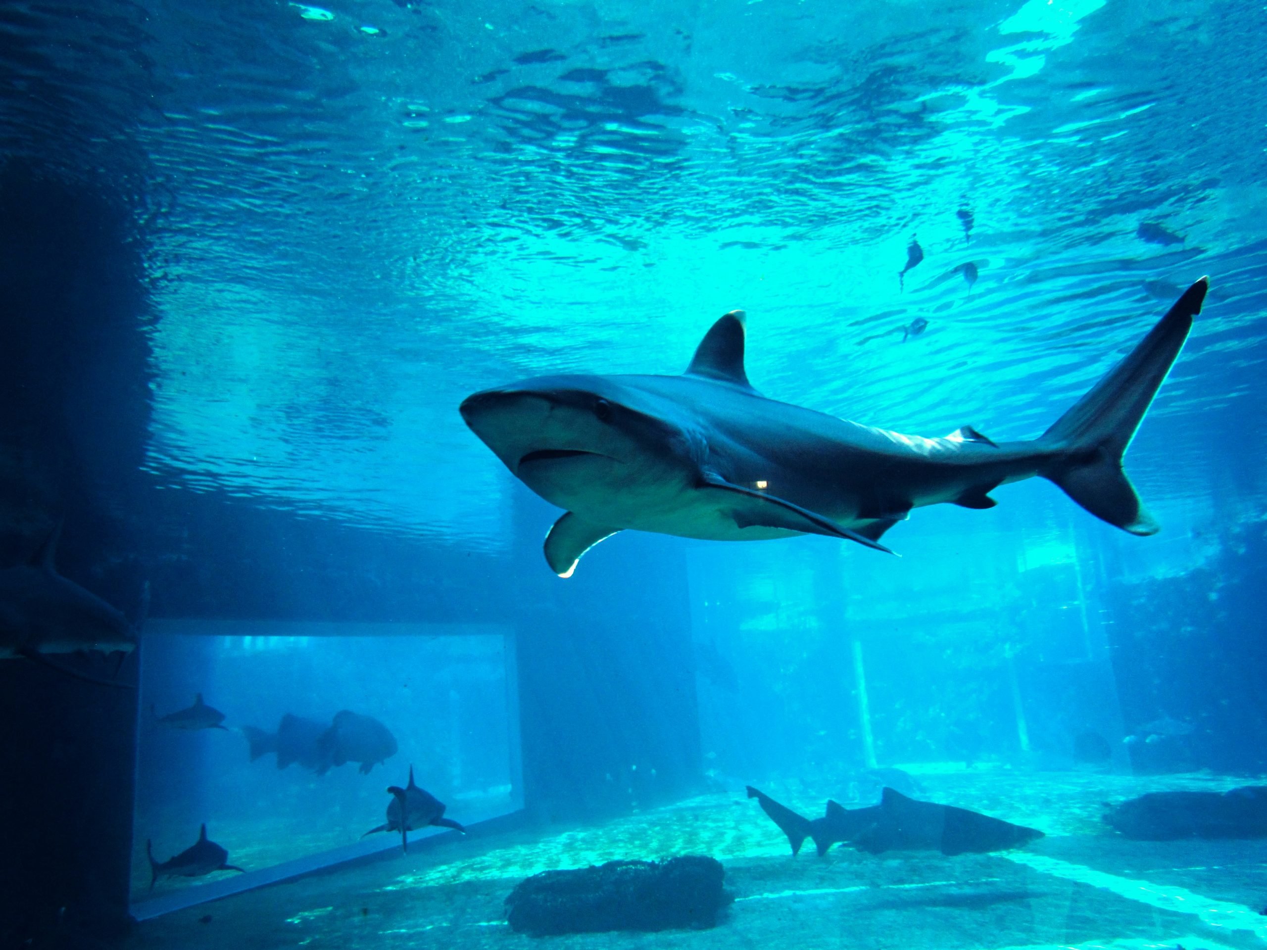 A picture of a shark from the Shark Encounters attraction