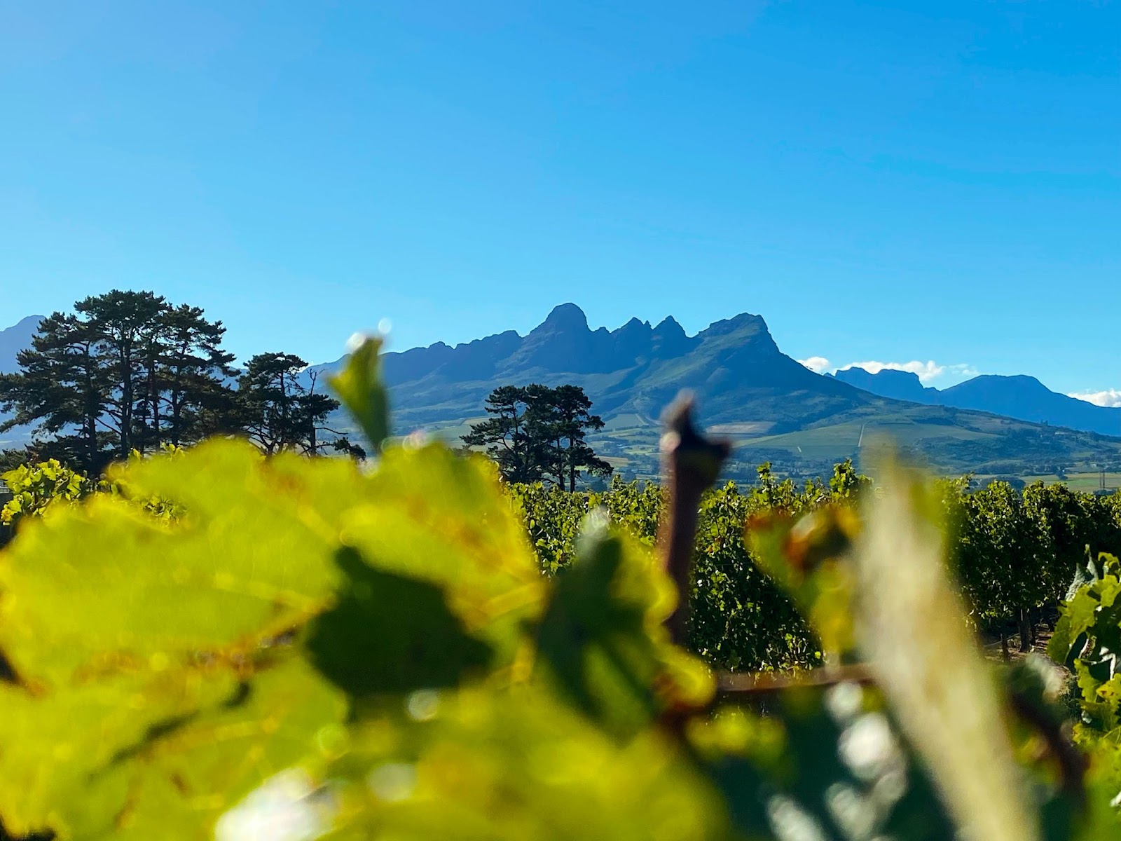 A picture of the beautiful mountains from a wine farm in the Somerset West region