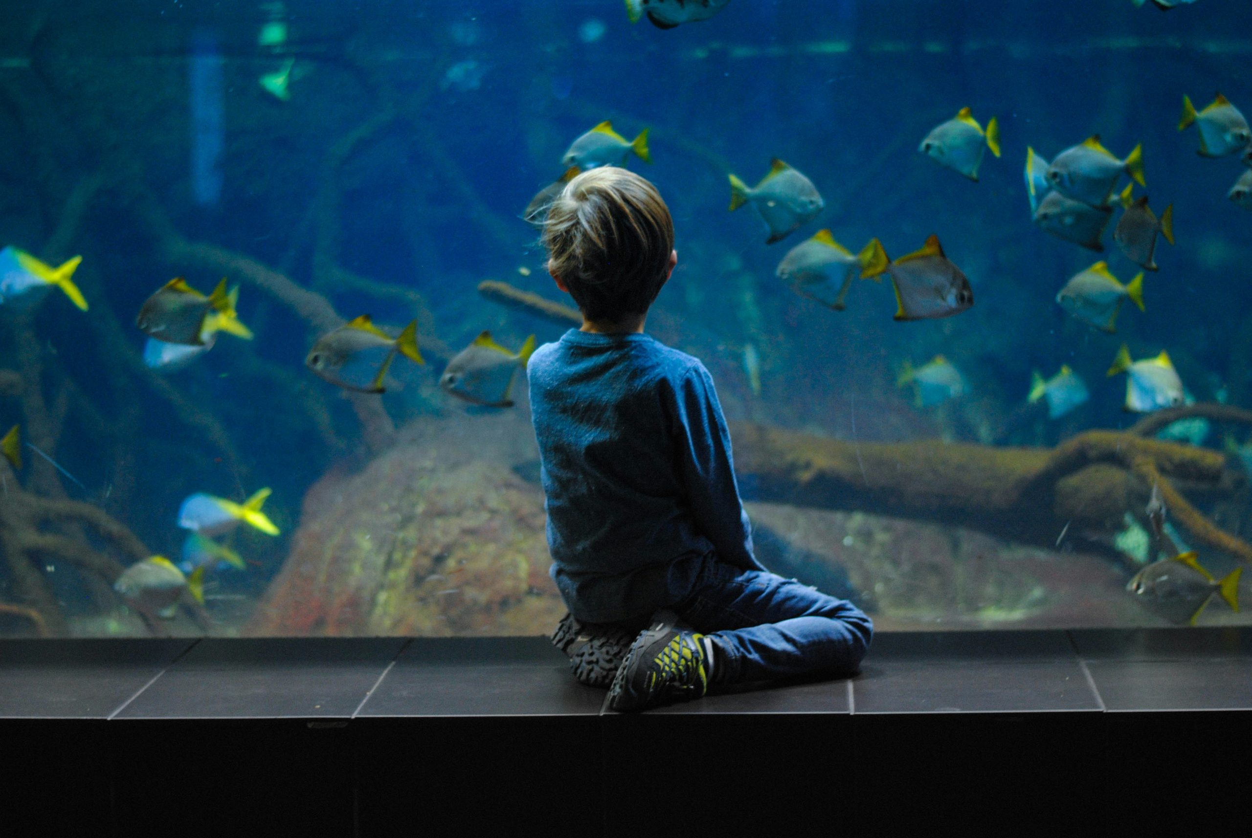A young boy watching the school of fish swimming inside a large tank in the aquarium