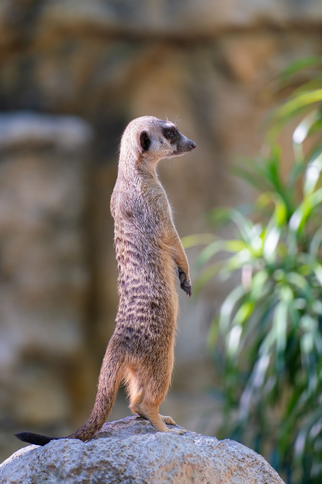 A meerkat on alert at the Pretoria Zoo