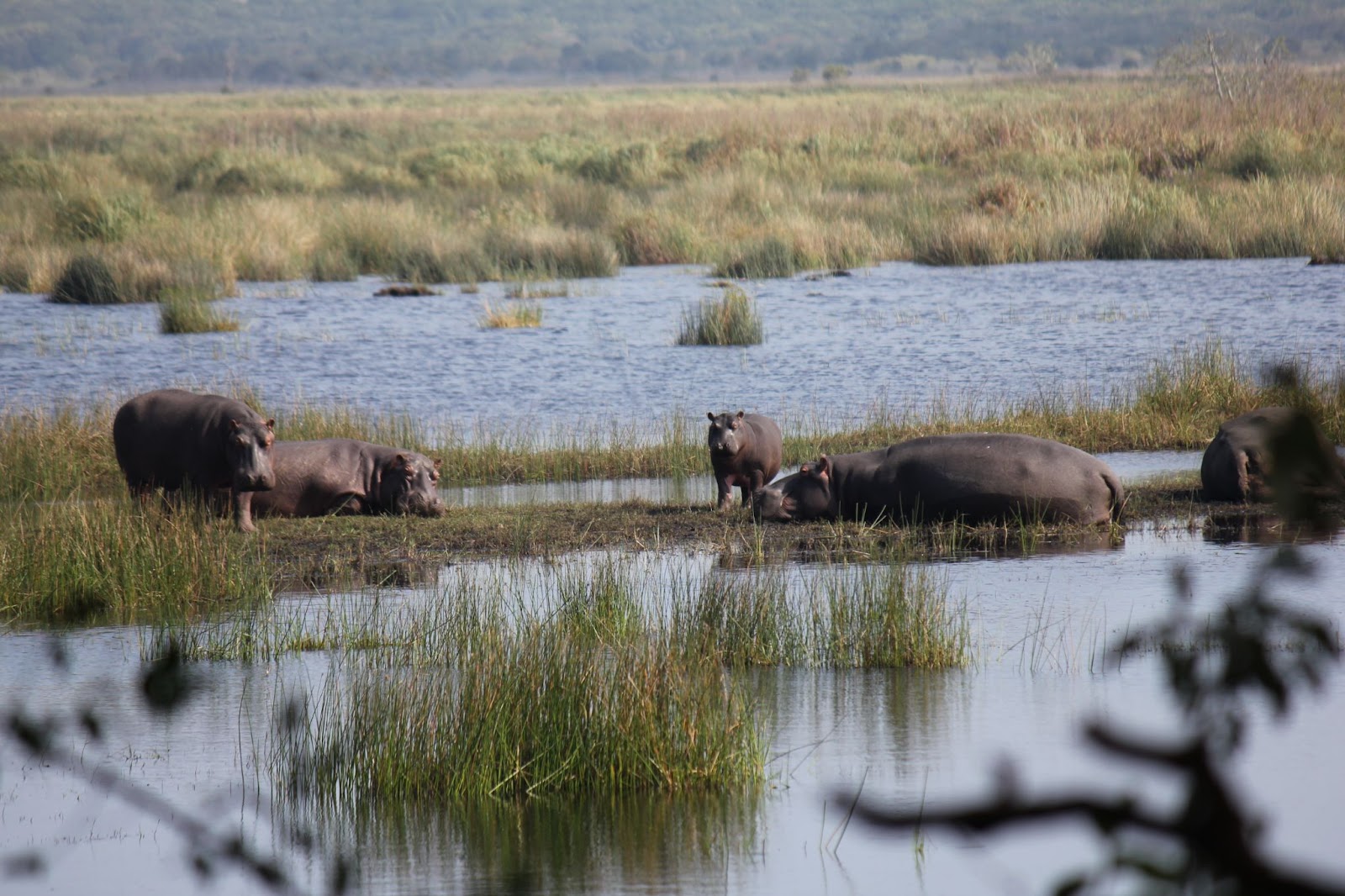 A herd of hippos native to the iSimangaliso Wetland Park