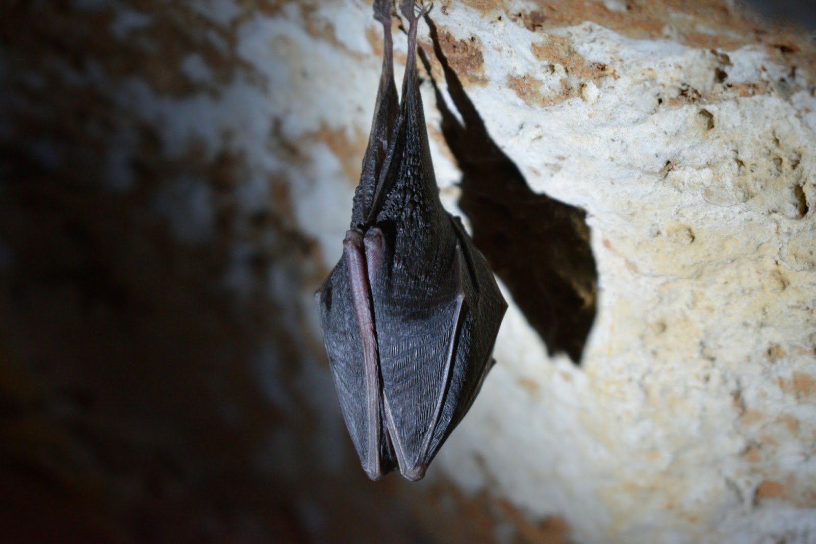 A bat in its natural habitat - the cave