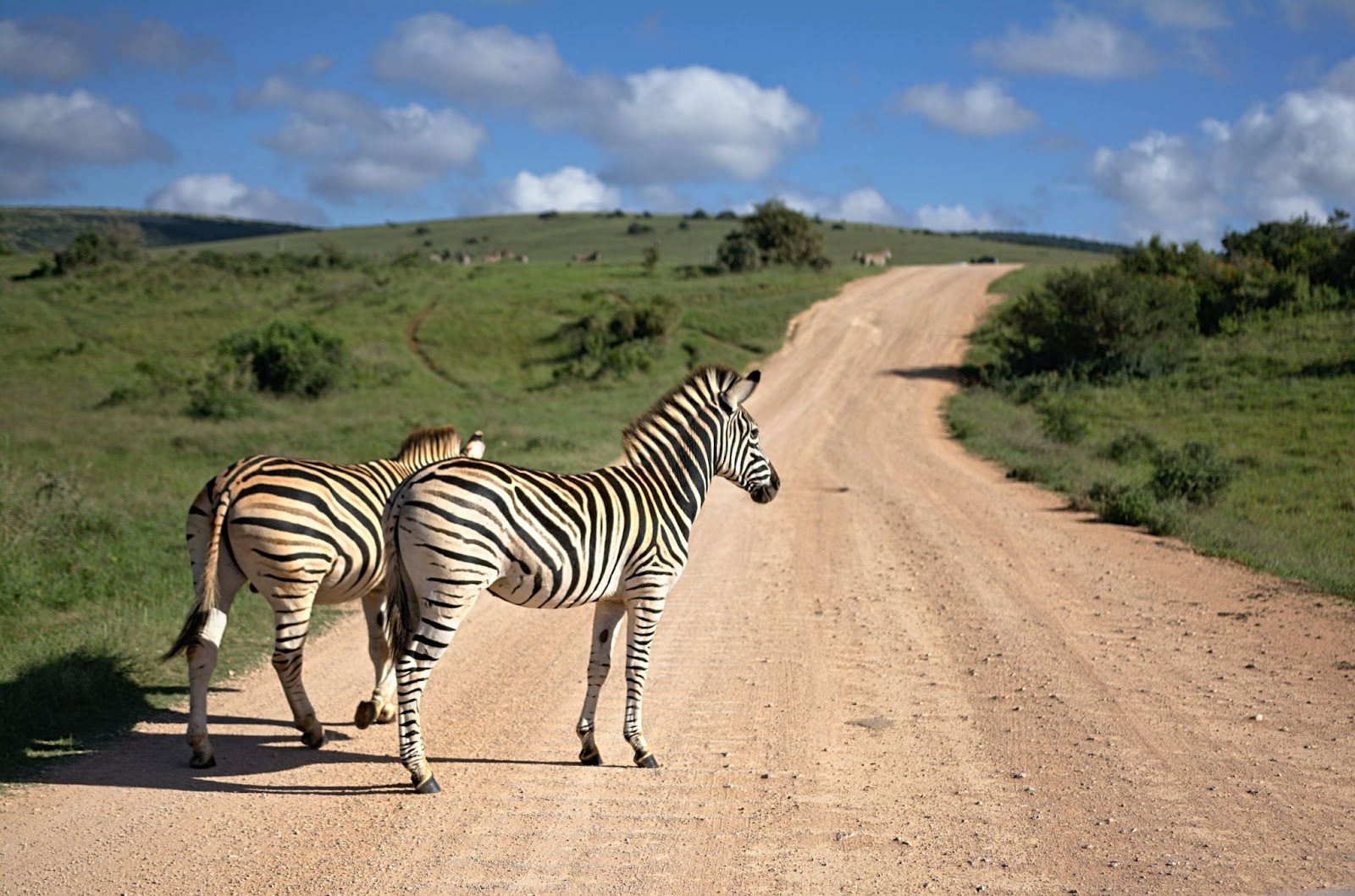 Zebras crossing the gravel road