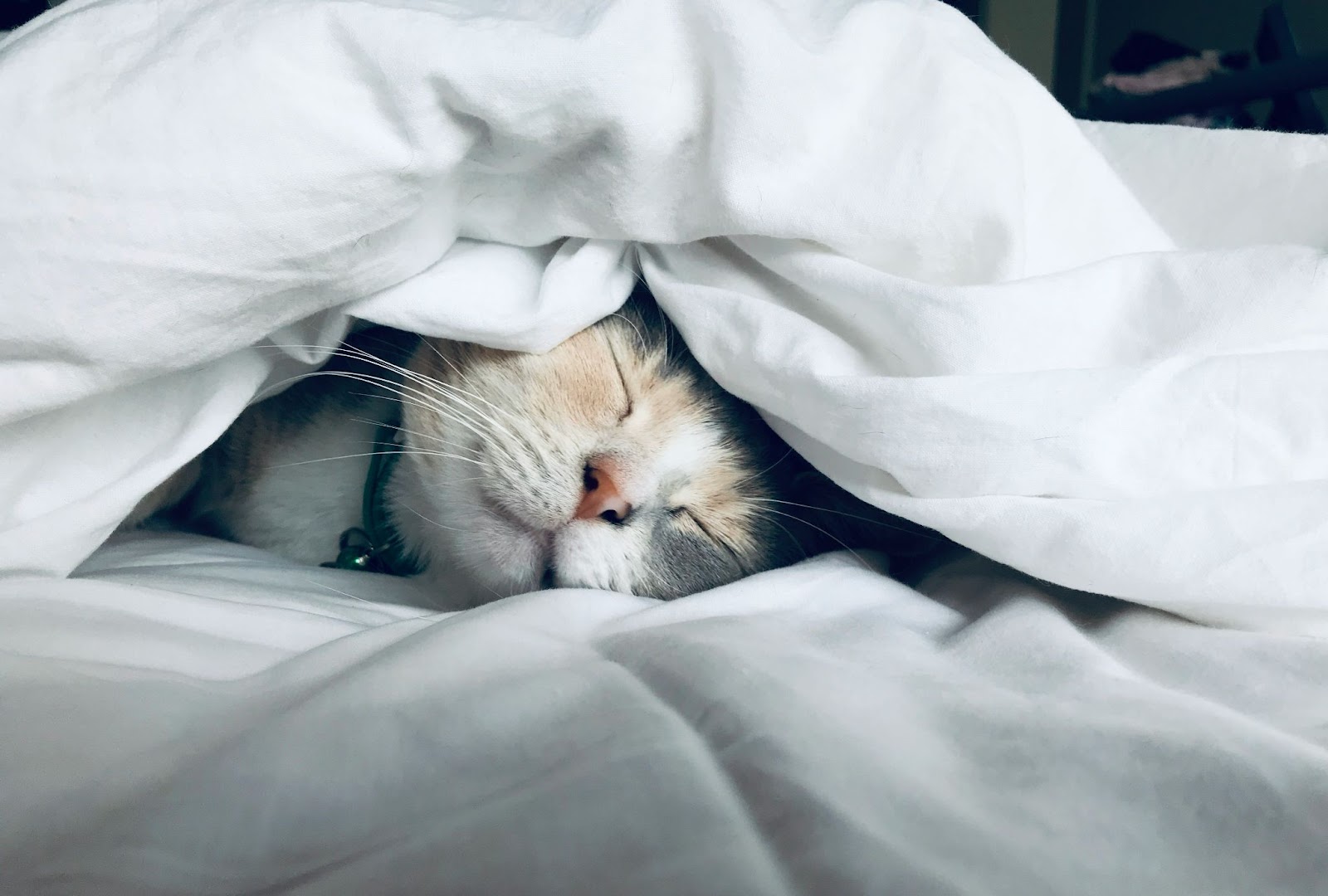 A close-up picture of a cat sleeping under the covers