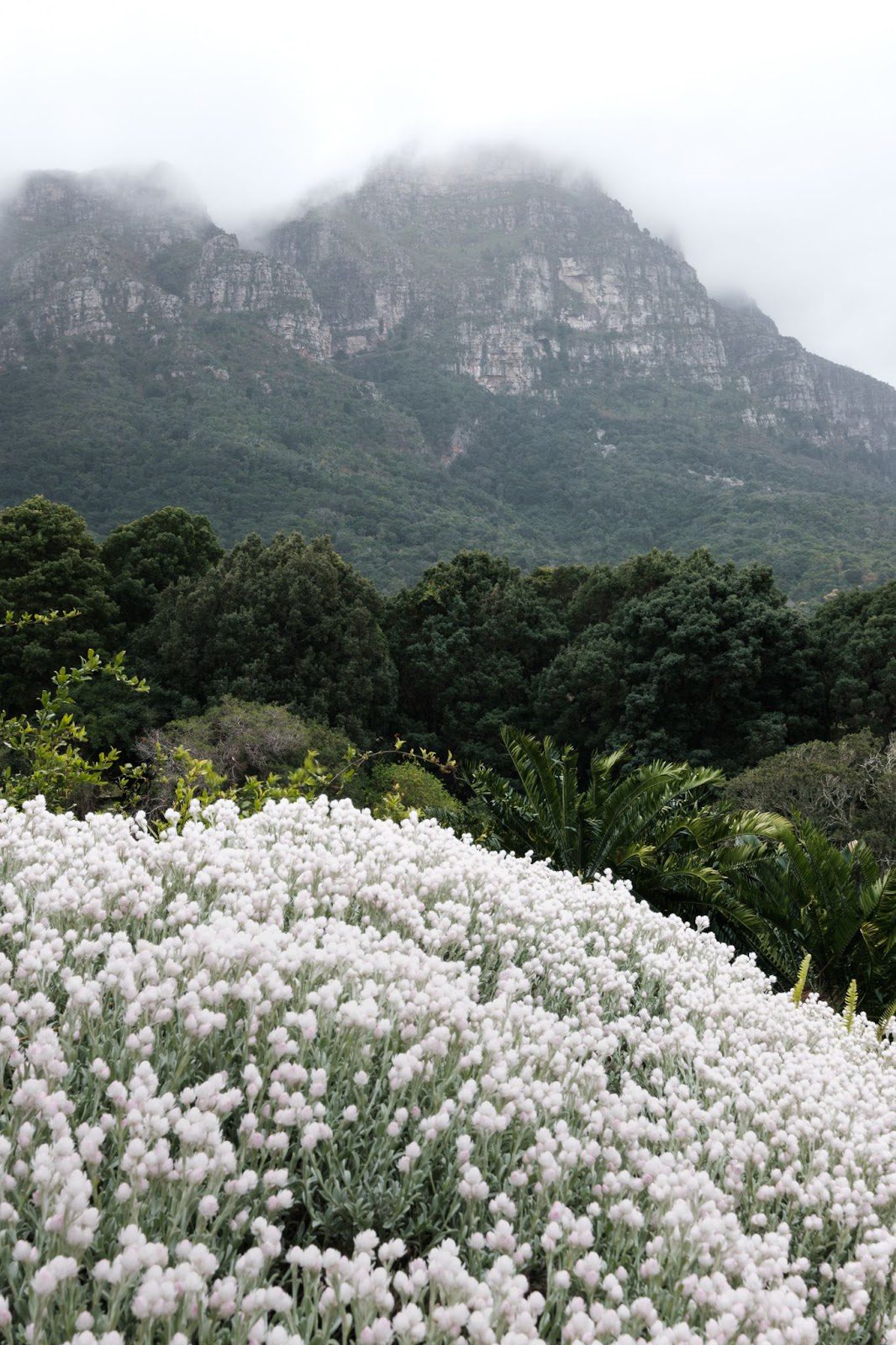 Beautiful mountains and flora at Kirstenbosch Gardens