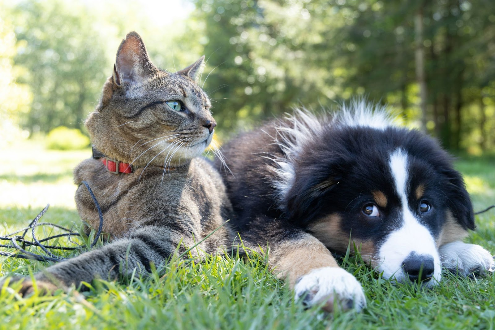 Pet cat and dog enjoying the outdoors