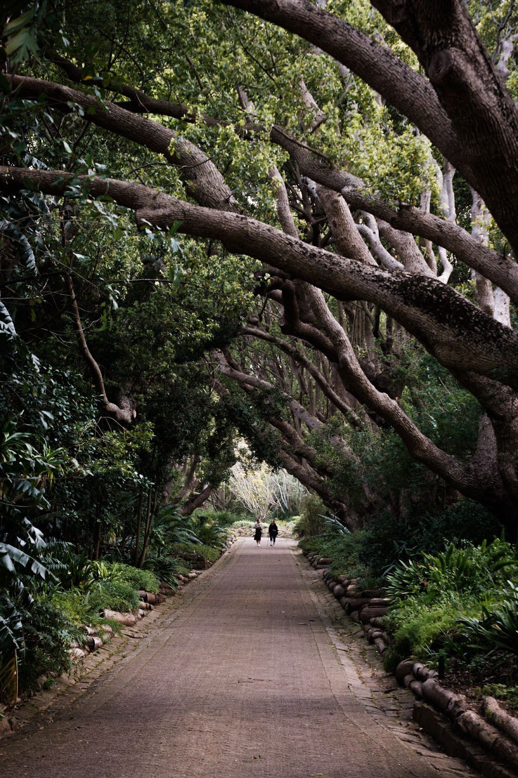 One of the many trails at Kirstenbosch Botanical Gardens