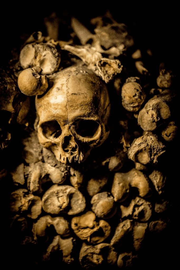 A skull display