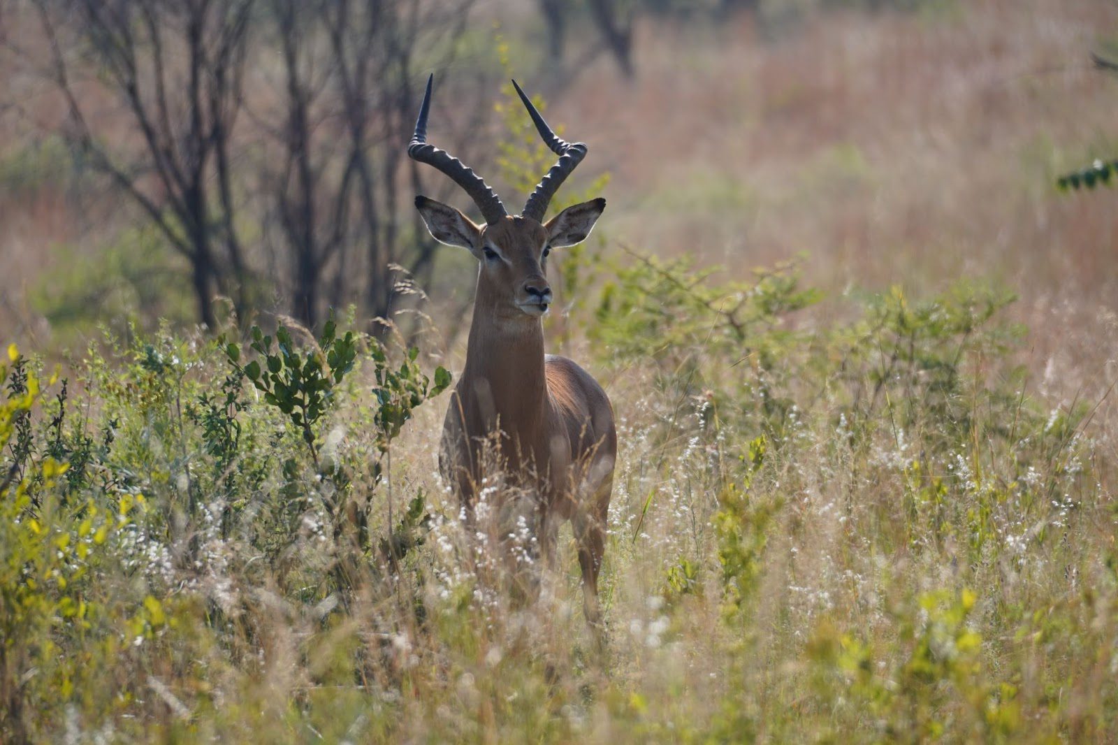 A beautiful impala stands in the bushes; keep a lookout for this amazing animal while at the Dinokeng Game Reserve.]