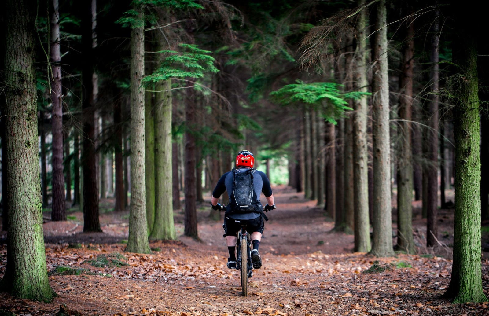 Cyclist enjoying the scenic forest route