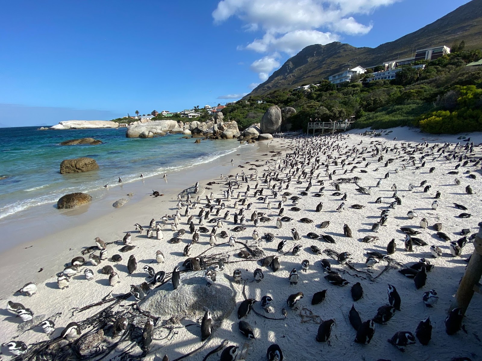 View the penguins in Simon’s Town