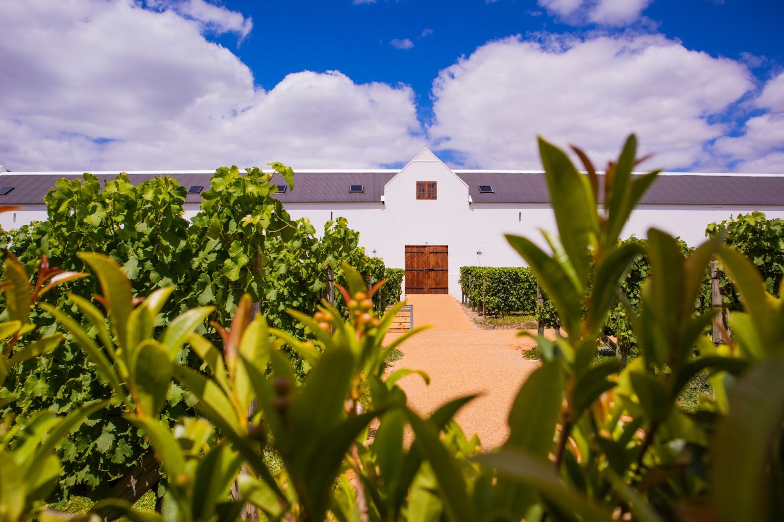 One of the many gorgeous wine farms in the Western Cape