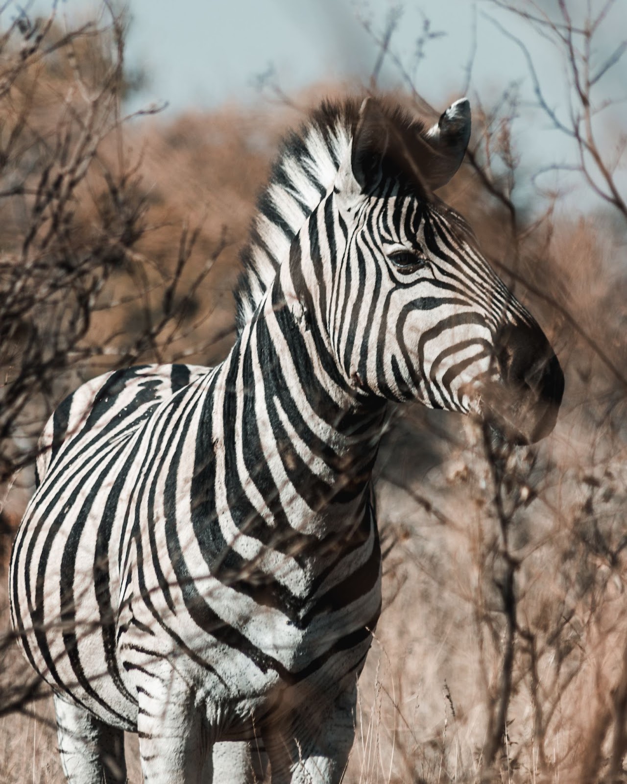 A solo zebra in the Kruger National Park
