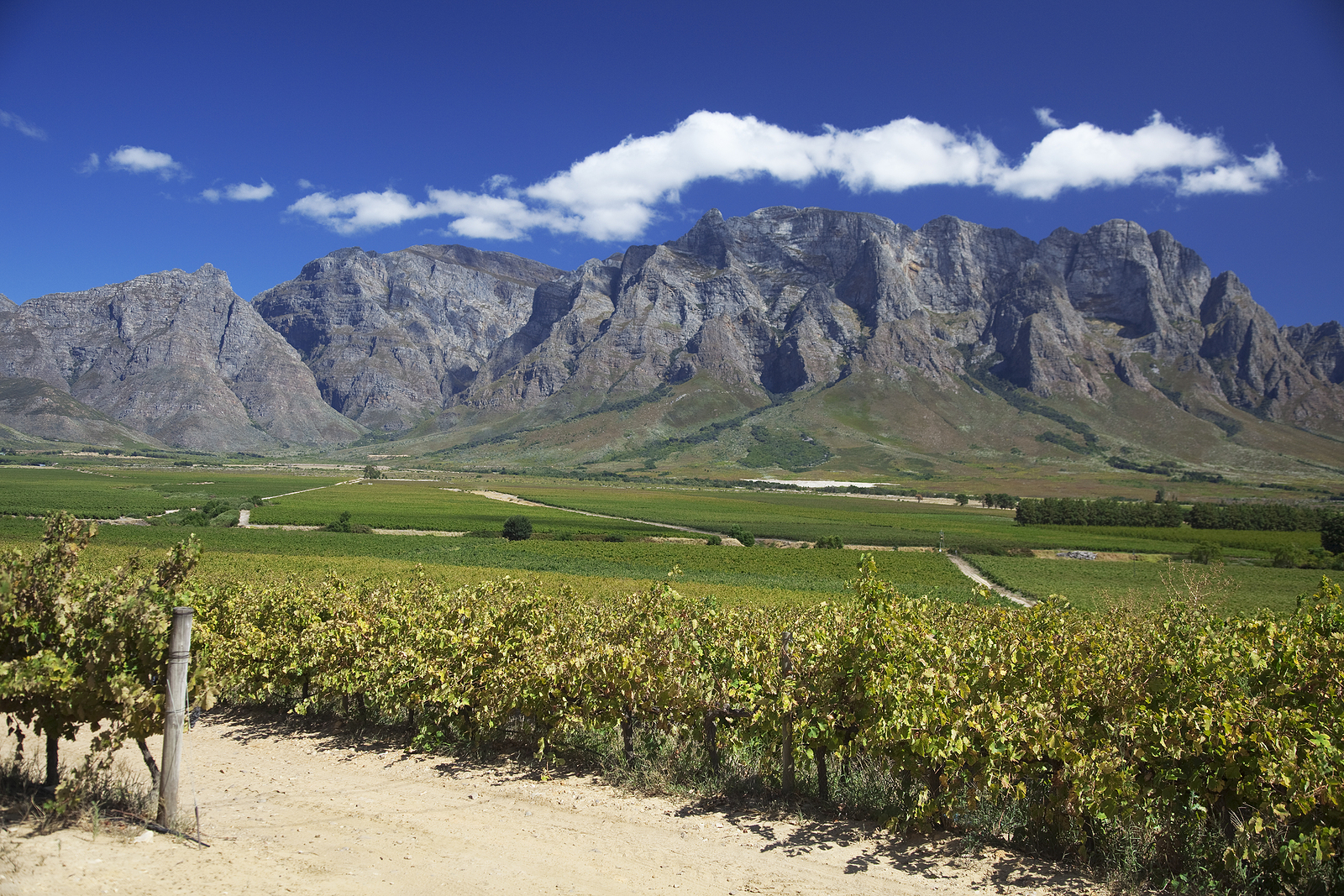 Beautiful vineyard along the wine route in Western Cape South Africa. Mountains in background.