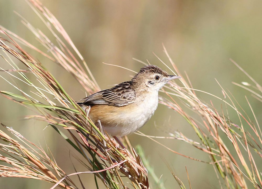 Birdlife in Rietvlei Nature Reserve