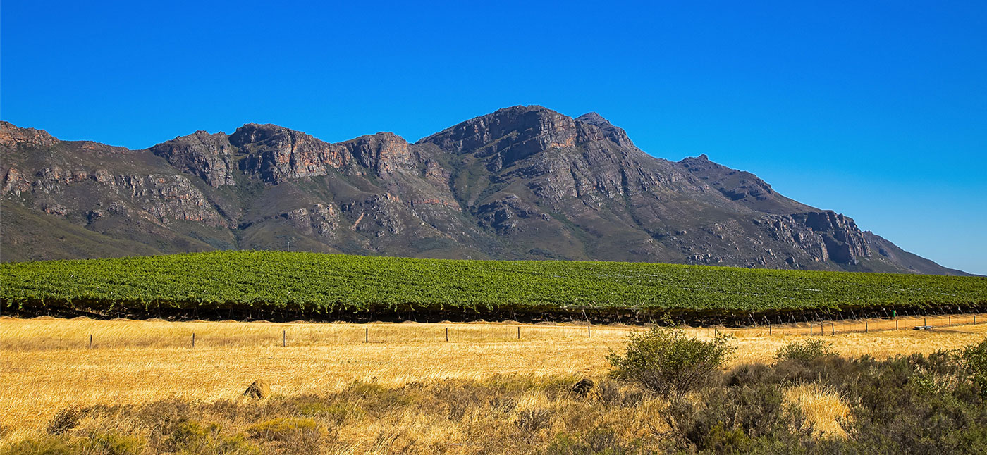 A large vineyard below Piketberg Mountain in the Swartland, Western Cape