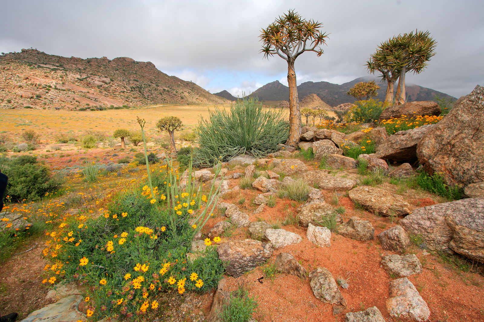 Namaqualand wildflowers in bloom, Northern Cape