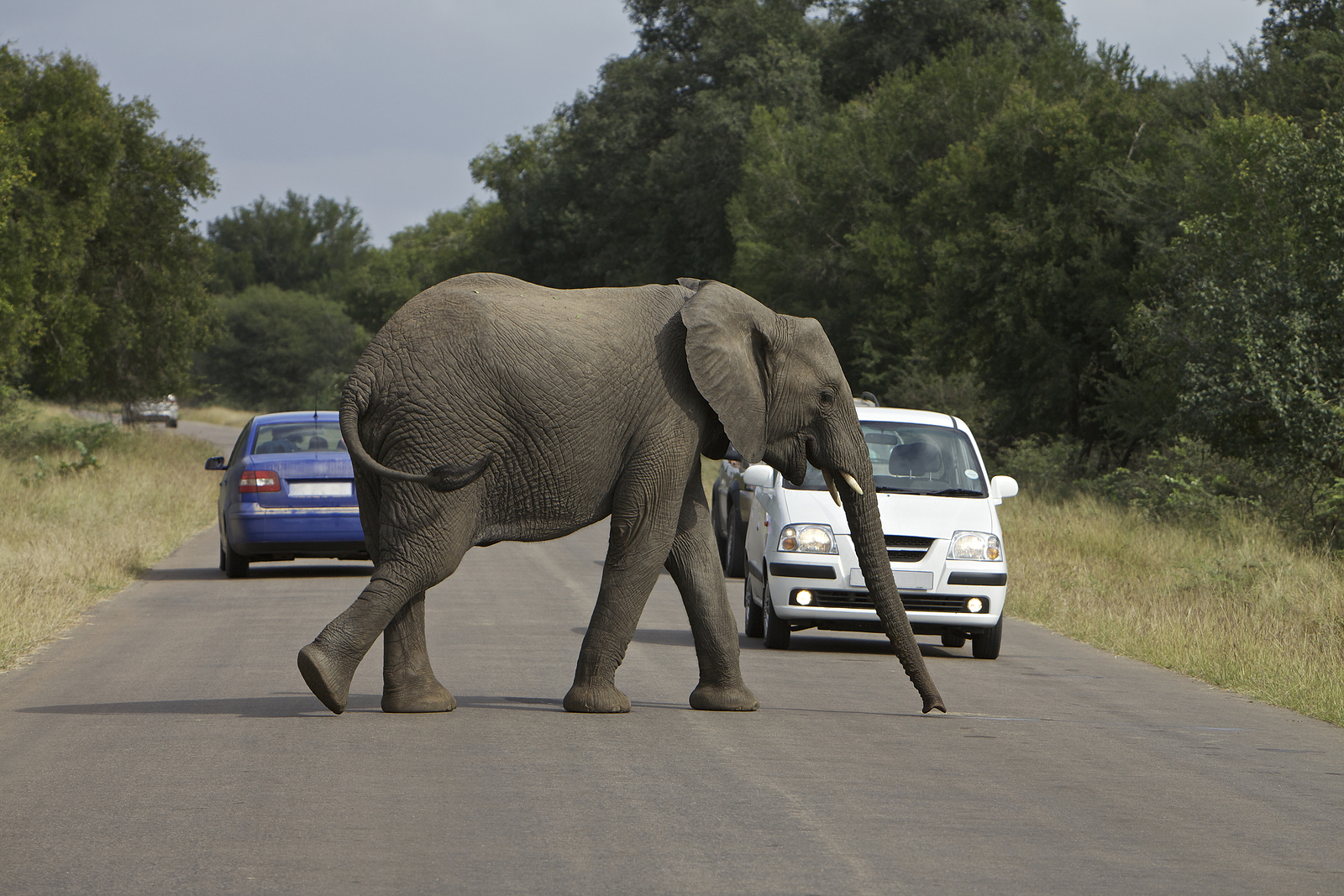 African elephant crossing the road in Kruger National Park