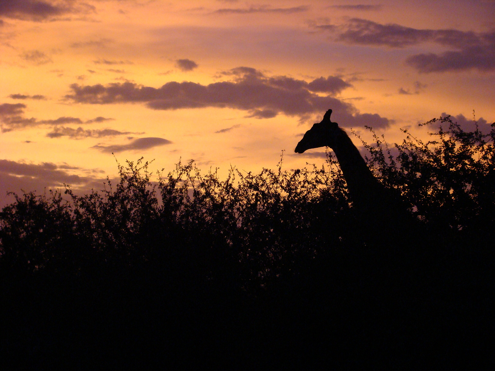 Giraffe silhouetted against a sunrise in Kruger National Park