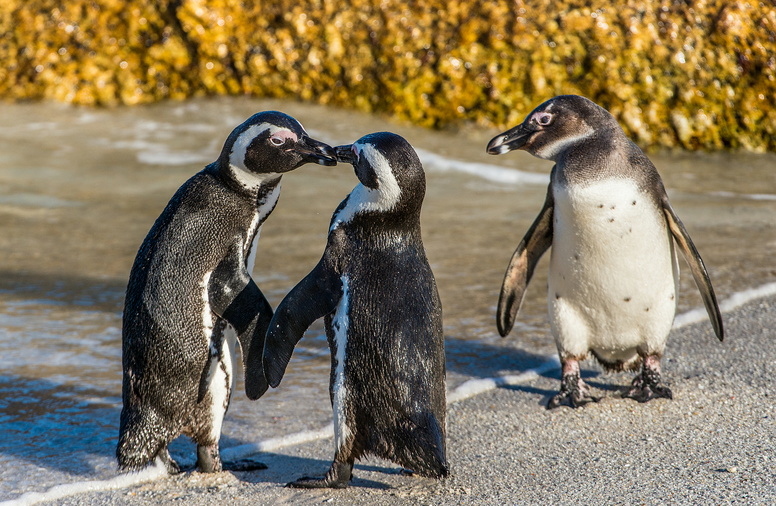 Kissing African Penguins On The Beach. African Penguin ( Sphenis