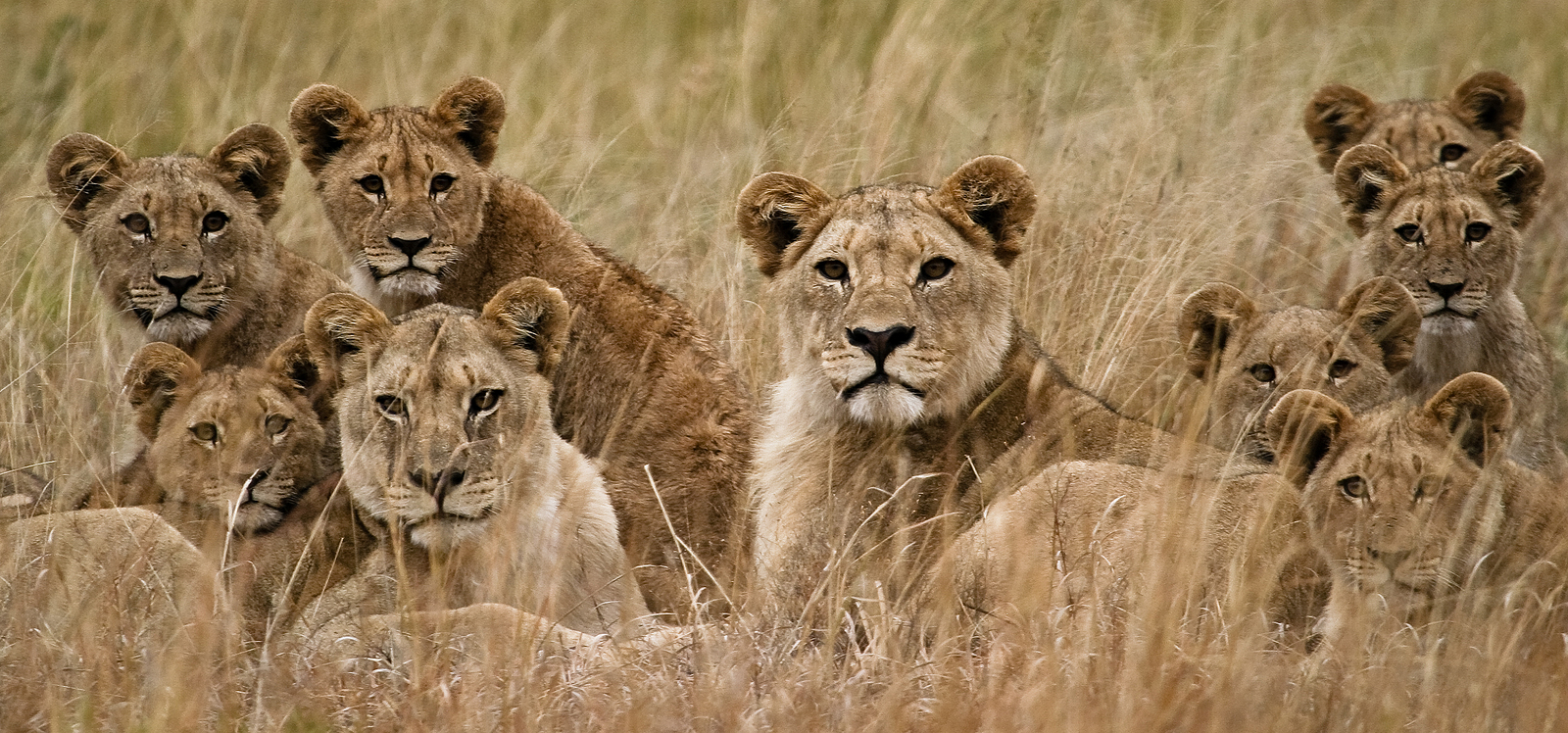 A lion resting in the grasslands of Pilanesberg National Park