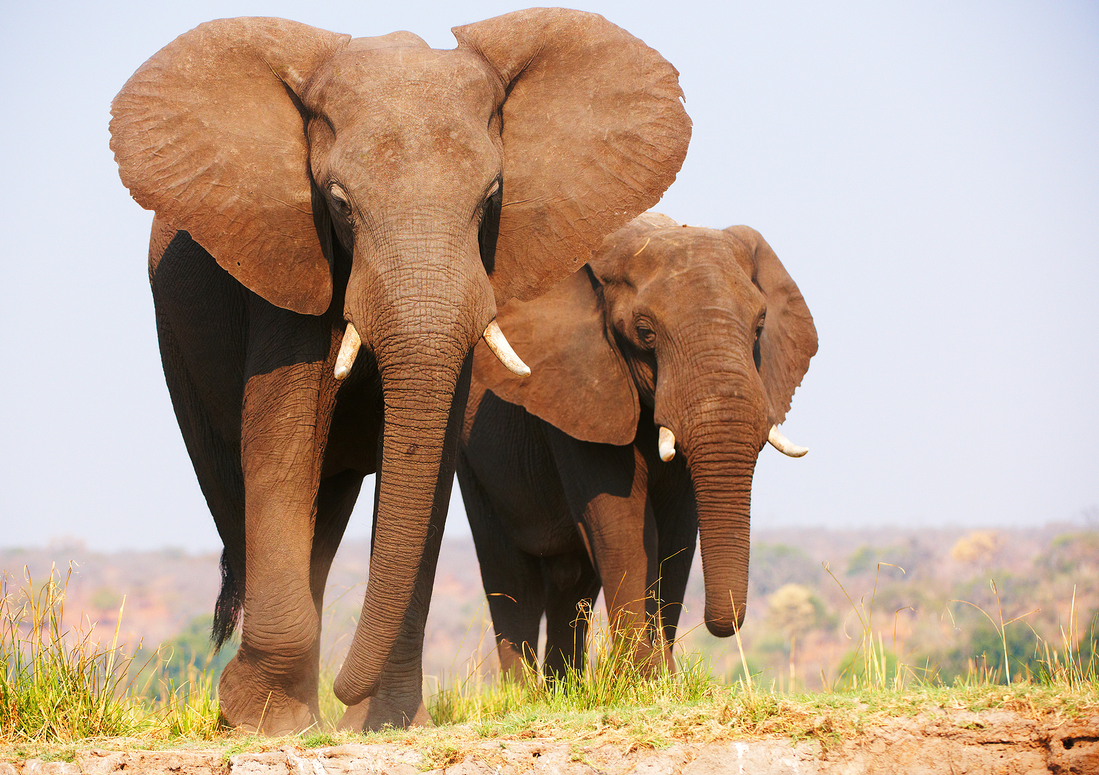 Herd of African elephants