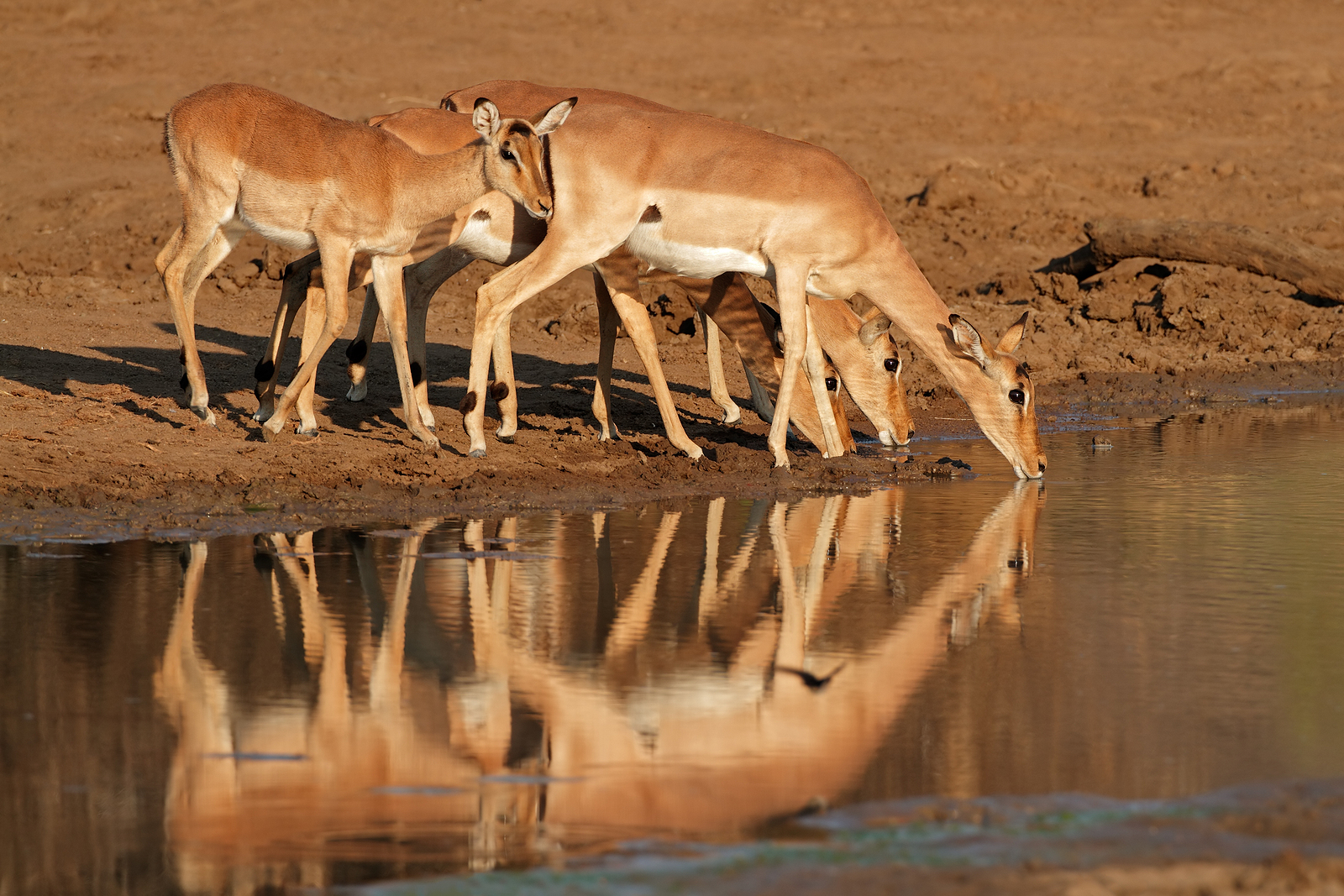A herd of impala grazing in Pilanesberg National Park