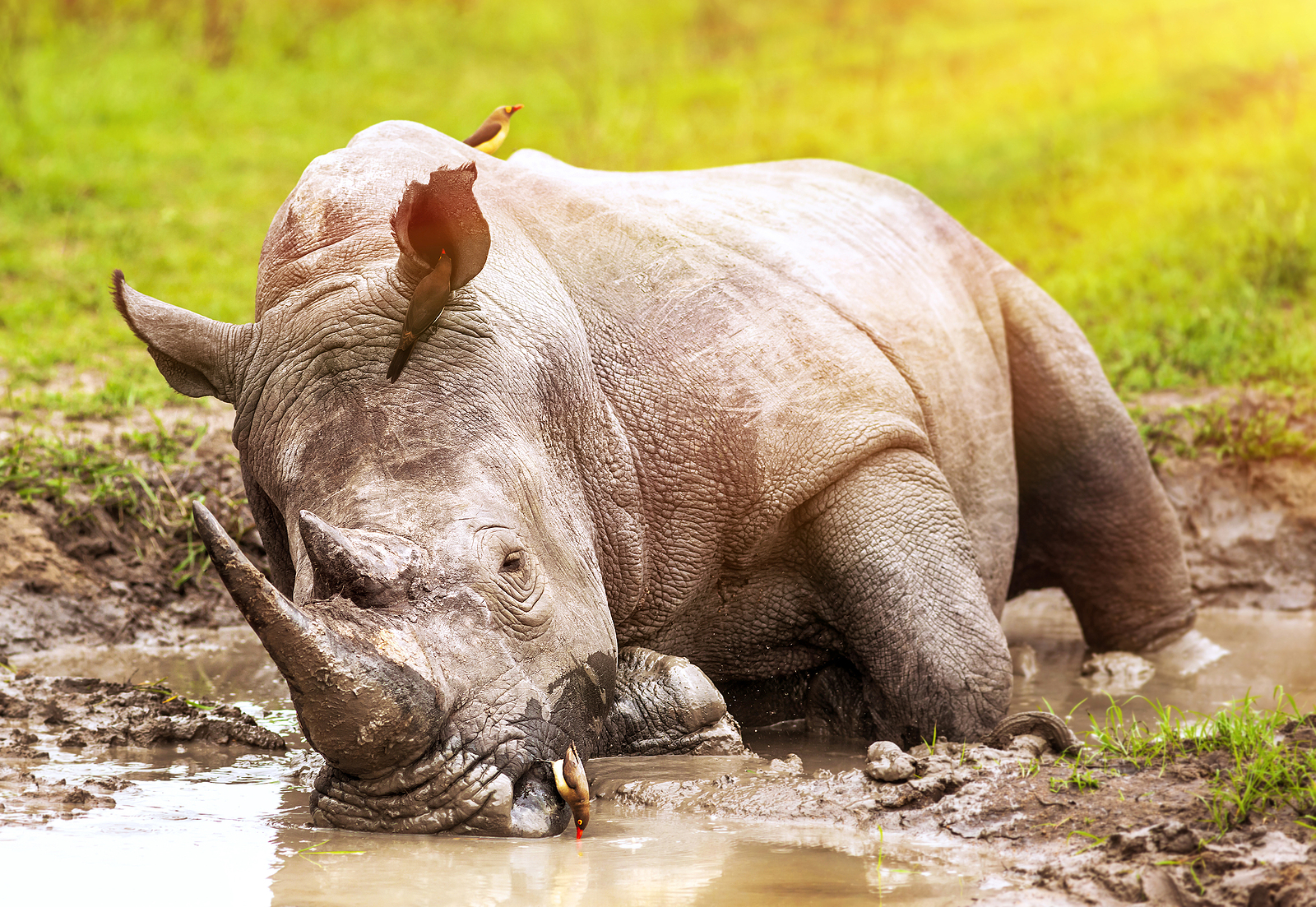 South African wild rhino bathing in a waterhole