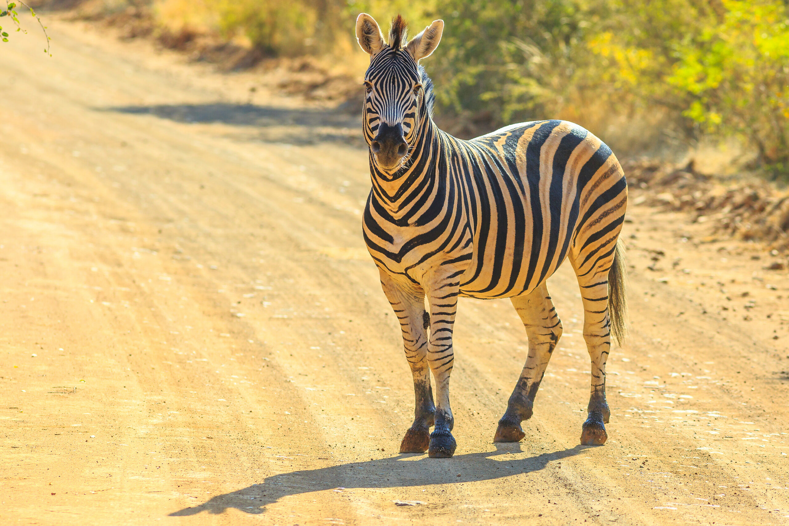 A zebra standing on a gravel road in the Waterberg Biosphere, Limpopo